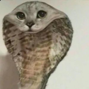Akil