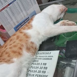 Angga