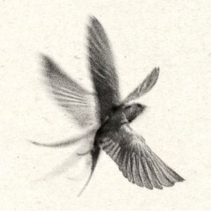 White Canary