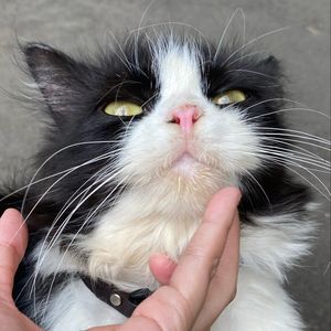 tatan