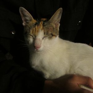 Ansya