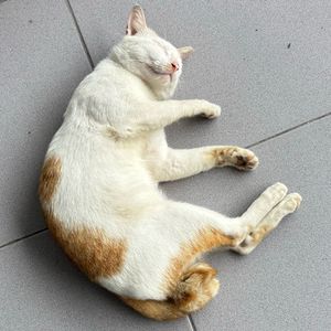 Hima