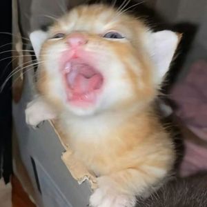 febb xcasoler
