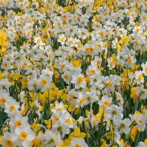 daffodilstory