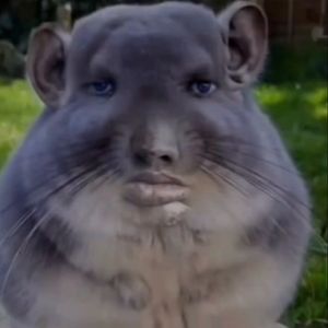 haikal