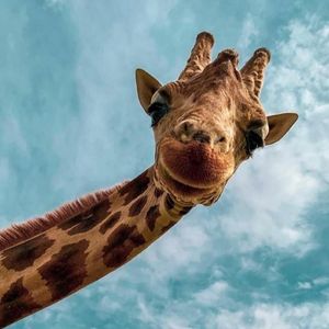 thriftzoo
