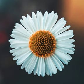 ms