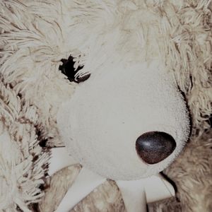 Dan