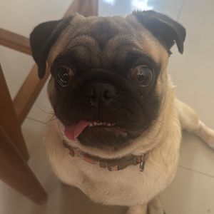 Mimi