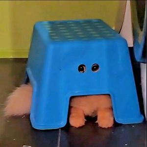 Beanie Choo