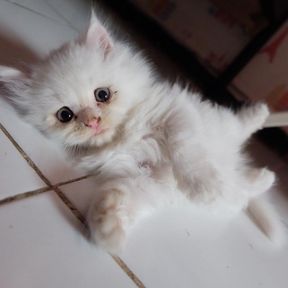 rizky hapsari