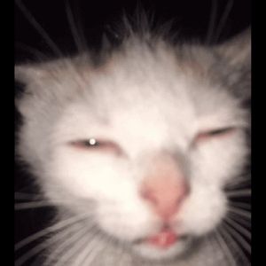 Sambo
