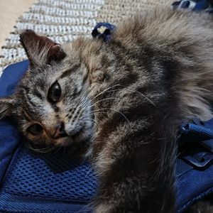 ayubb