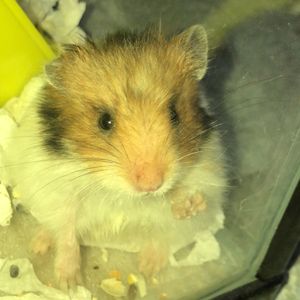 tia