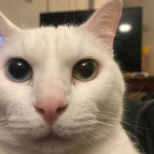 Ajie