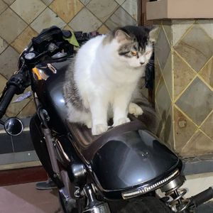 radya