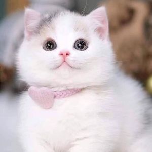 Marwiyah