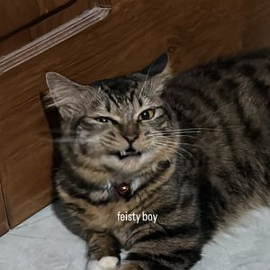 ibnuv