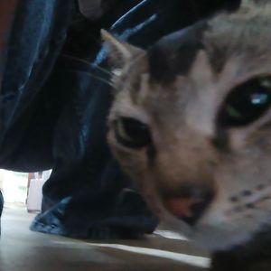 Reyhi