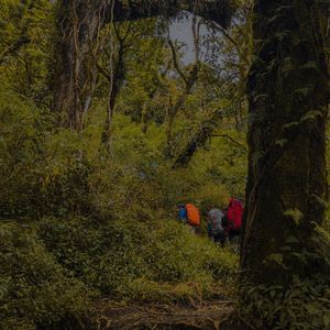 Dallawildsteps
