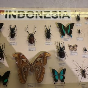 Anggie sagita Natasya