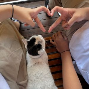 meowpreloved