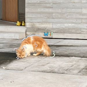 prelokitty