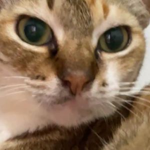 yo