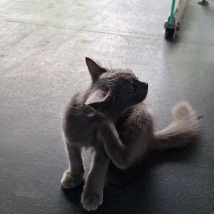 Rifki
