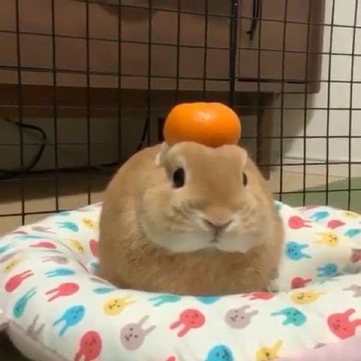hungrynut