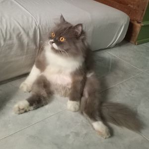 Mie