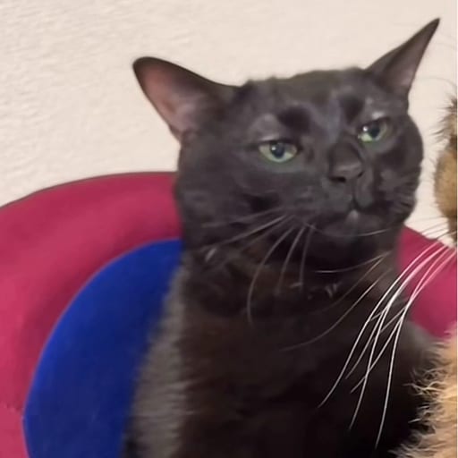 miow miuw
