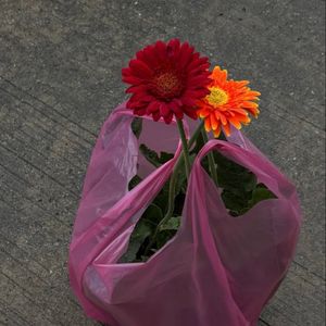 1preloved inn