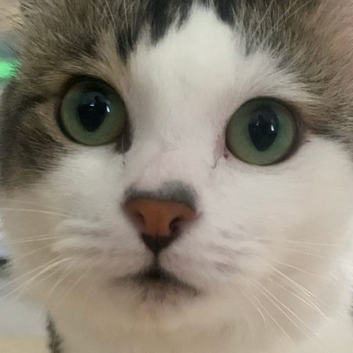 Prelovedd Murcee