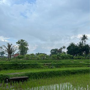 Millah Hanifa