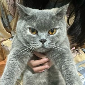 Dini