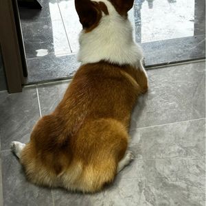 Kozu