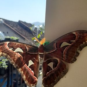 Fifariz.id