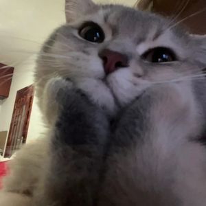 zee