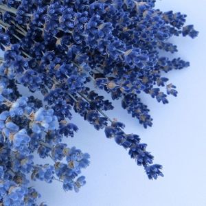 Lavender Blue