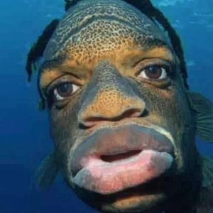 LoLiop