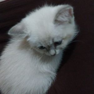 Amalia Fitri