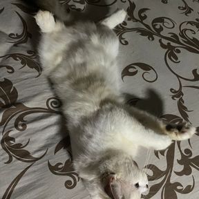 Resti