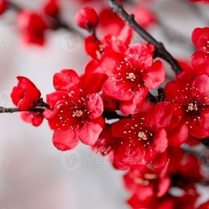 Cherry blossoms