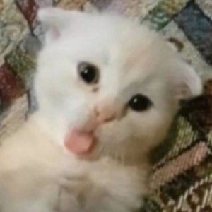 Yaya