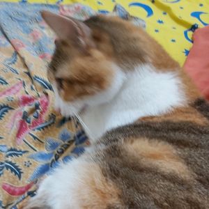 Siti Moinah