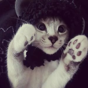 Livia