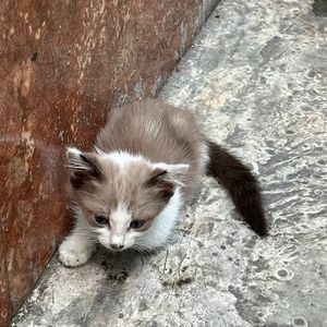 erril