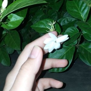 Oktavia Anjani