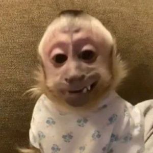 Chimps